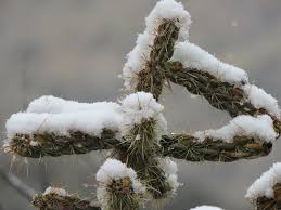 The common cold is a viral infection of your nose and throat (upper respiratory tract). Can Cactus Survive Winter List Of 30 Winter Hardy Cacti Succulent Alley