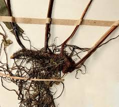 Image result for Lindsaea ensifolia