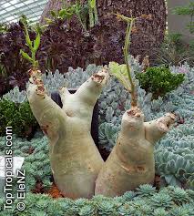 Image result for Cyphostemma barbosae