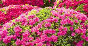 A seasonal guide to the best flowering bushes by anne balogh. Growing The Azalea Plant How To Care For The Azalea Flower