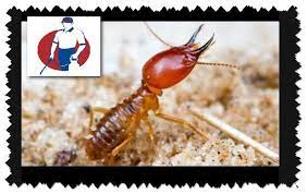 شركة مكافحة النمل الابيض بالأحساء تعمل شركة مكافحة النمل الابيض بالأحساء على القضاء على الحشرات المنزلية وخاصة النمل الأبيض حيث تمتلك شركة المثالي صقور termites