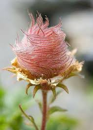 Cayir Dumani Kir Cicegi Geum Triflorum Prairie Bitki Tropik Cicekler Cicek