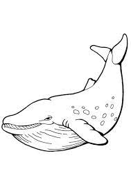Maybe you would like to learn more about one of these? Coloring Pages Whale Colouring Pages Pdf For Kids