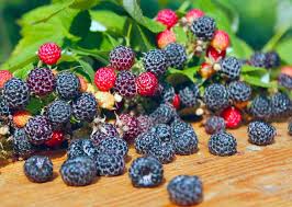 Image result for Rubus iringanus