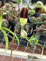 Image result for Ceropegia mirabilis