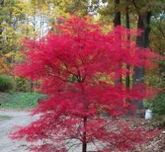 Free shipping on all orders over $199. Zone 4 5 Plants Acer Palmatum Baldsmith Baldsmith Japanese Maple Japanese Garden Ornamental Trees Acer Trees