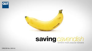 As the name, cavendish banana or ambon banana is a native plant from indonesia, particularly in ambon. World First Panama Disease Resistant Cavendish Bananas Youtube