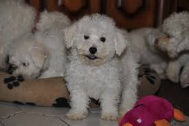 When you ignore the puppy's cries, it should learn quickly that this isn't an effective way to get your attention, and it should lessen after a few days. Prepare Yourself For Puppy Crying At Night All About Bichon Frises