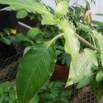 Image result for Crossandra nilotica