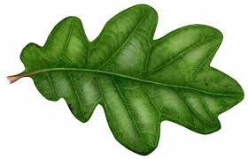 Image result for white oak leaf