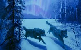 Only the best hd background pictures. Wolf Wallpaper Hd Free Download Pixelstalk Net