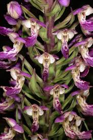 Image result for Brachycorythis pleistophylla