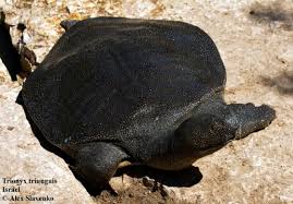 The amazing world of gumball (season 4). Trionyx Triunguis The Reptile Database