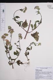 Image result for Ageratum conyzoides