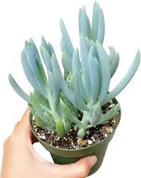 Image result for Senecio greenwayi