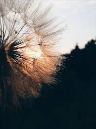 Find over 100+ of the best free dandelion images. Dandelion Aesthetic Tumblr Dandelion Cool Backgrounds Aesthetic