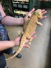 Oct 21, 2020 · a full size bearded dragon will typically be anywhere from 16 to 24 inches in length and will. How Big Do Bearded Dragons Get Reptileknowhow