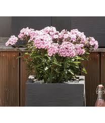 For the mirror universe counterpart, please see phlox (mirror). Stauden Phlox Flammenblume Dehner