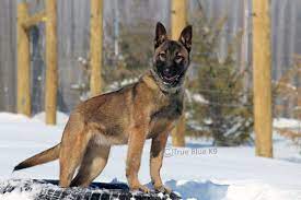 You Mean To Tell Me This White Stuff Is Snow Belgian Malinois Dog Malinois Dog Belgian Malinois Puppies