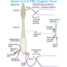 Image result for Peripheral Nervous System