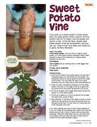 Sweet Potato Vine Growing Sweet Potatoes Sweet Potato Vine Potato Vines