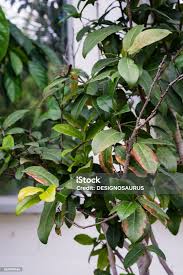 Image result for Ochnaceae