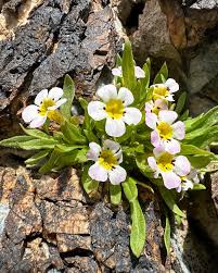 Image result for Dyschoriste multicaulis