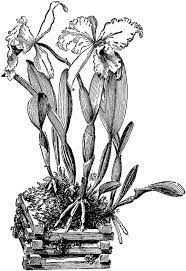 Cattleya Trianae Clipart Etc Cattleya Flower Basket Clip Art