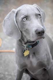 bilder dogs bilder dogs weimaraner hund weimaraner weimaraner welpen