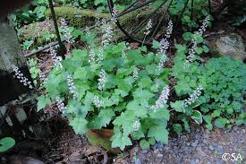 Image result for Tinnea coerulea