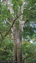 Image result for Celtis mildbraedii