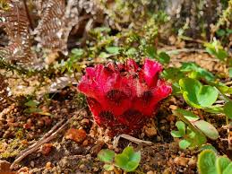 Image result for Thonningia