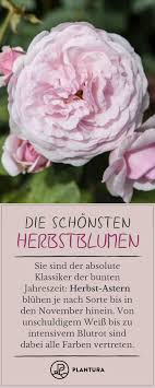Herbstblumen Die 10 Schonsten Fur Ihren Garten Plantura Herbstblumen Schone Blumen Blumen