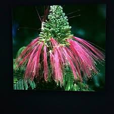 Image result for Calliandra calothyrsus