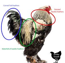 No feathers in their legs. 3 Fool Proof Ways To Tell Roosters From Hens