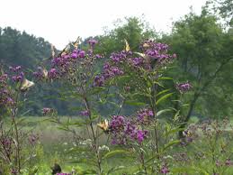 Image result for Vernonia natalensis