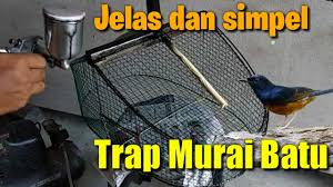 Cara merangsang wanita dengan cepat. Membuat Jebakan Burung Murai Kacer Cocok Untuk Trap Burung Kicau Youtube
