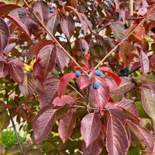 Image result for Aframomum wuerthii