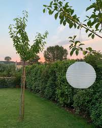 Belle Soiree J Ai Hate De Voir Nos 3 Arbres Fruitiers Cerisier Prunier Et Pommier Que Nous Avons Plante Ce Printemps Fruit Trees Garden Styles Plum Tree