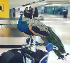 Same day letters · money back guarantee · over 5k verified reviews Is An Emotional Support Animal Serving A Person S Needs Or Their Narcissism