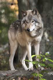 Timber Wolf By Simon Bolyn 500px Wolf Poses Wolf Spirit Animal Wolf Dog