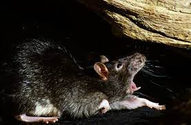 Wenn ratten sich im oder am haus aufhalten, kann der schädlingsbekämpfer informiert werden. Ratten Im Haus Wirksam Und Gunstig Bekampfen Und Verjagen Haus Heimwerker De