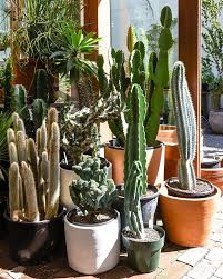 Come and shop, browse pictures or learn how to grow variegated cactus a, healthy well packaged plants. The Big Ones Got Quite The Variety Of Large Cacti And Succulents At Present Lapping Up Every Moment Of The Late Cacti And Succulents Cactus Plants Succulents