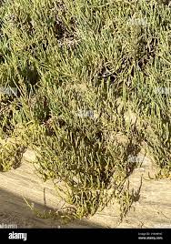 Image result for Sclerodactylon macrostachyum