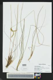 Image result for Ctenium concinnum