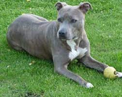american staffordshire terrier hunderassen hunde ratgeber