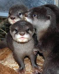 I Love Otters Otters Baby Otters Cute Baby Animals