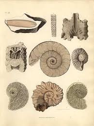 123movies websites is best alternate to watch ammonite (2020) free online. Antique Print Picture Of Fossil Belemnites Baculites And Ammonites Various Locations Including Maastricht Pictures Of Fossils Antique Prints Fossils