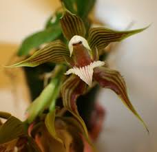 Image result for Brachycorythis kalbreyeri