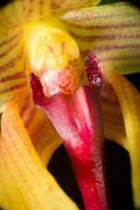 Image result for Bulbophyllum unifoliatum